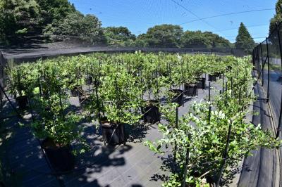 Blueberry HILLS あつぎの写真