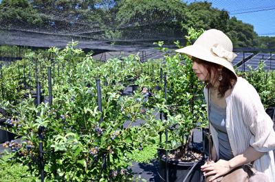 Blueberry HILLS あつぎの写真