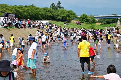 あつぎ鮎まつり子ども鮎つかみ取りの写真