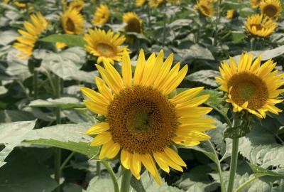飯山（霜島農園）のヒマワリの写真