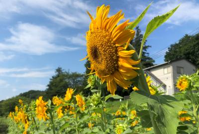 岡津古久のヒマワリの写真