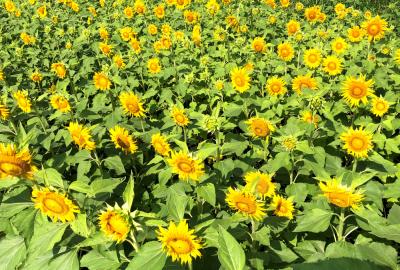 岡津古久のヒマワリの写真