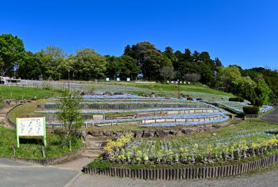 荻野運動公園のネモフィラの写真