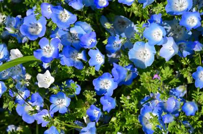荻野運動公園のネモフィラの写真