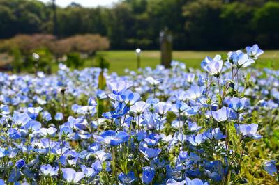 荻野運動公園のネモフィラの写真
