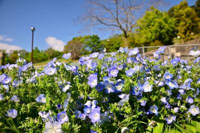 荻野運動公園のネモフィラの写真