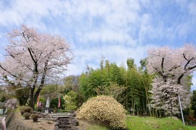 雲渓山常昌院のサクラの写真