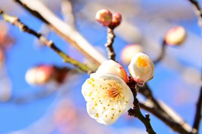 若宮公園のウメの写真