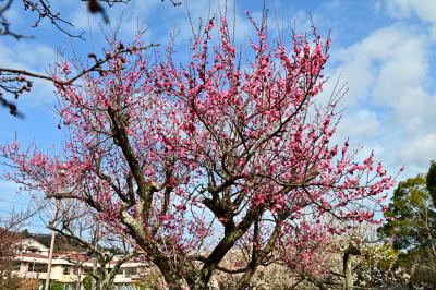 若宮公園のウメの写真