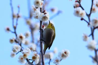 若宮公園のウメの写真