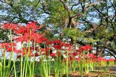 吾妻町青少年広場周辺(小鮎川沿い)のヒガンバナの写真