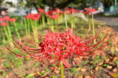 吾妻町青少年広場周辺(小鮎川沿い)のヒガンバナの写真
