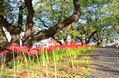 吾妻町青少年広場周辺(小鮎川沿い)のヒガンバナの写真