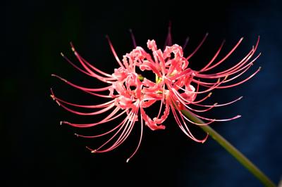 中荻野のヒガンバナの写真