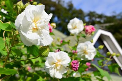 県立七沢森林公園(さくらの園)のスイフヨウの写真