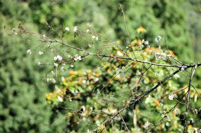県立七沢森林公園（さくらの園）のジュウガツザクラの写真