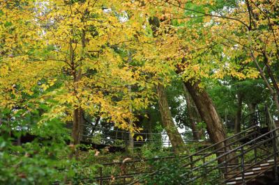 荻野運動公園の紅葉の写真