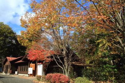 荻野運動公園の紅葉の写真