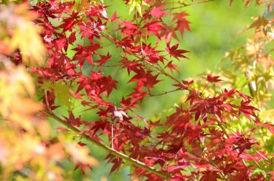 あつぎつつじの丘公園の紅葉の写真