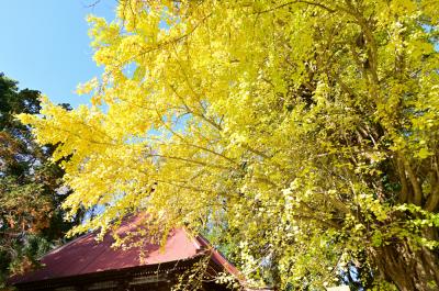 金剛寺大師堂の紅葉の写真