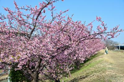 妻田南1丁目(小鮎川沿い)のカワヅザクラの写真