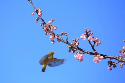 妻田南1丁目(小鮎川沿い)のカワヅザクラの写真