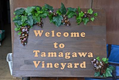 ブドウ狩りの写真