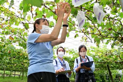 ブドウ狩りの写真