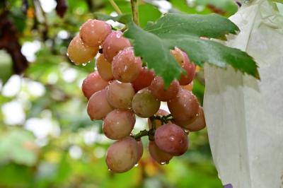 ブドウ狩りの写真