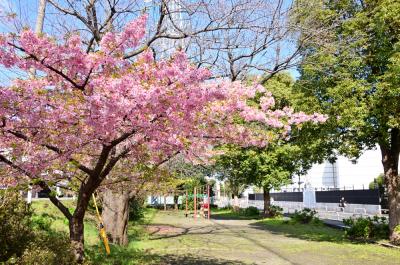 ふじみ公園のカワヅザクラの写真