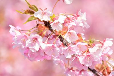 ふじみ公園のカワヅザクラの写真
