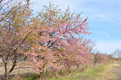 フラワーパーク下依知のカワヅザクラの写真