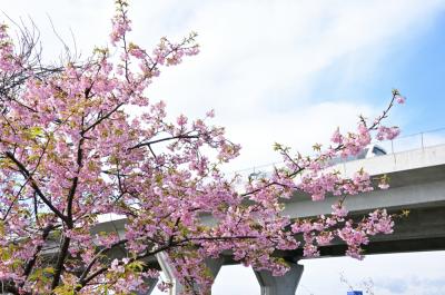 フラワーパーク下依知のカワヅザクラの写真