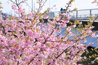 吾妻町青少年広場周辺（小鮎川沿い）のカワヅザクラの写真
