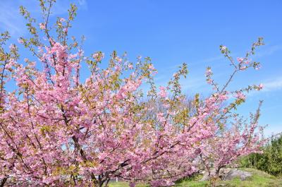 吾妻町青少年広場周辺（小鮎川沿い）のカワヅザクラの写真