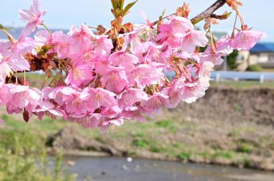 吾妻町青少年広場周辺（小鮎川沿い）のカワヅザクラの写真