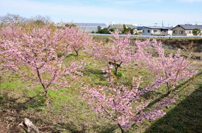 吾妻町青少年広場周辺（小鮎川沿い）のカワヅザクラの写真