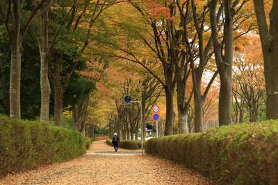 若宮公園・森の里の街路の紅葉の写真