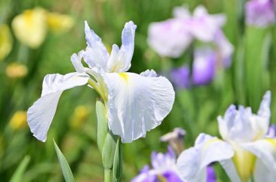 飯山あやめの里のアヤメの写真
