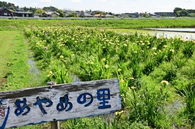 飯山あやめの里のアヤメの写真
