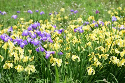 飯山あやめの里のアヤメの写真