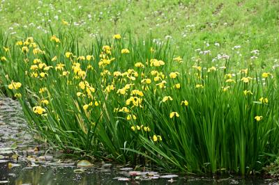 下古沢(厚木市斎場入口)のアヤメの写真