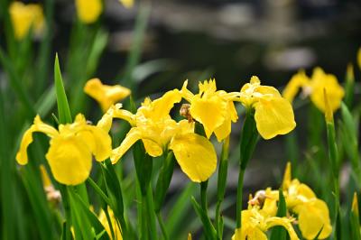 下古沢(厚木市斎場入口)のアヤメの写真