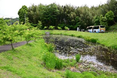 下古沢(厚木市斎場入口)のアヤメの写真