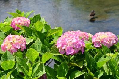 小野（玉川沿い）のアジサイの写真