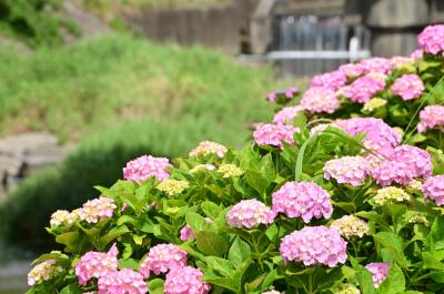 飯山・久保橋周辺（小鮎川沿い）のアジサイの写真
