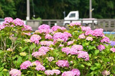  飯山・久保橋周辺（小鮎川沿い）のアジサイの写真