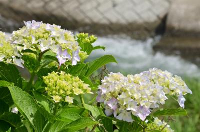  飯山・久保橋周辺（小鮎川沿い）のアジサイの写真