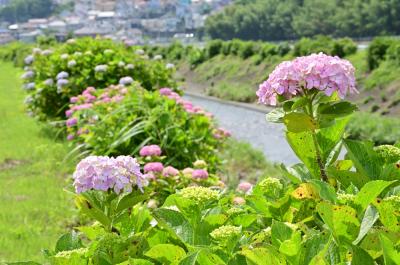  飯山・久保橋周辺（小鮎川沿い）のアジサイの写真