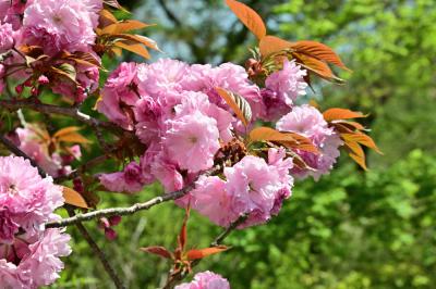 七沢観音寺のヤエザクラの写真